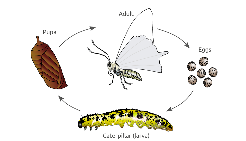 Illustration of the life cycle of a butterfly